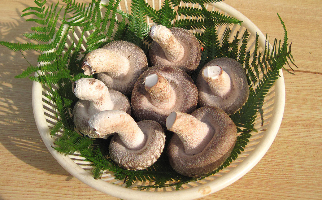訳あり 御在所しいたけ 約1050g（約350g×3）