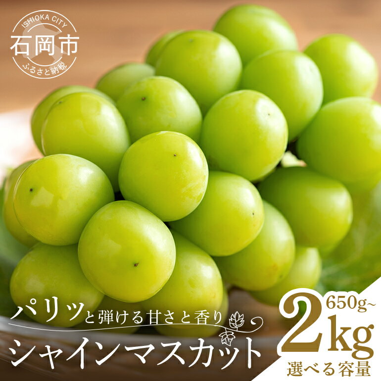 【ふるさと納税】【 2026年 先行予約 】 シャインマスカット 650〜750g 1.2kg 1.5kg 2kg 石田ぶどう園 2房 種なし ぶどう ブドウ 国産 果物 大粒 葡萄 種無し フルーツ 1kg以上 9月 10月 発送 秋 旬 品種 茨城県産 産直 農家 直送 冷蔵 茨城県 石岡市 送料無料