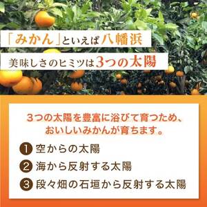 2024年11月発送開始　ぷるぷる新食感「マドンナ」約4kg　【C39-31】【1149494】