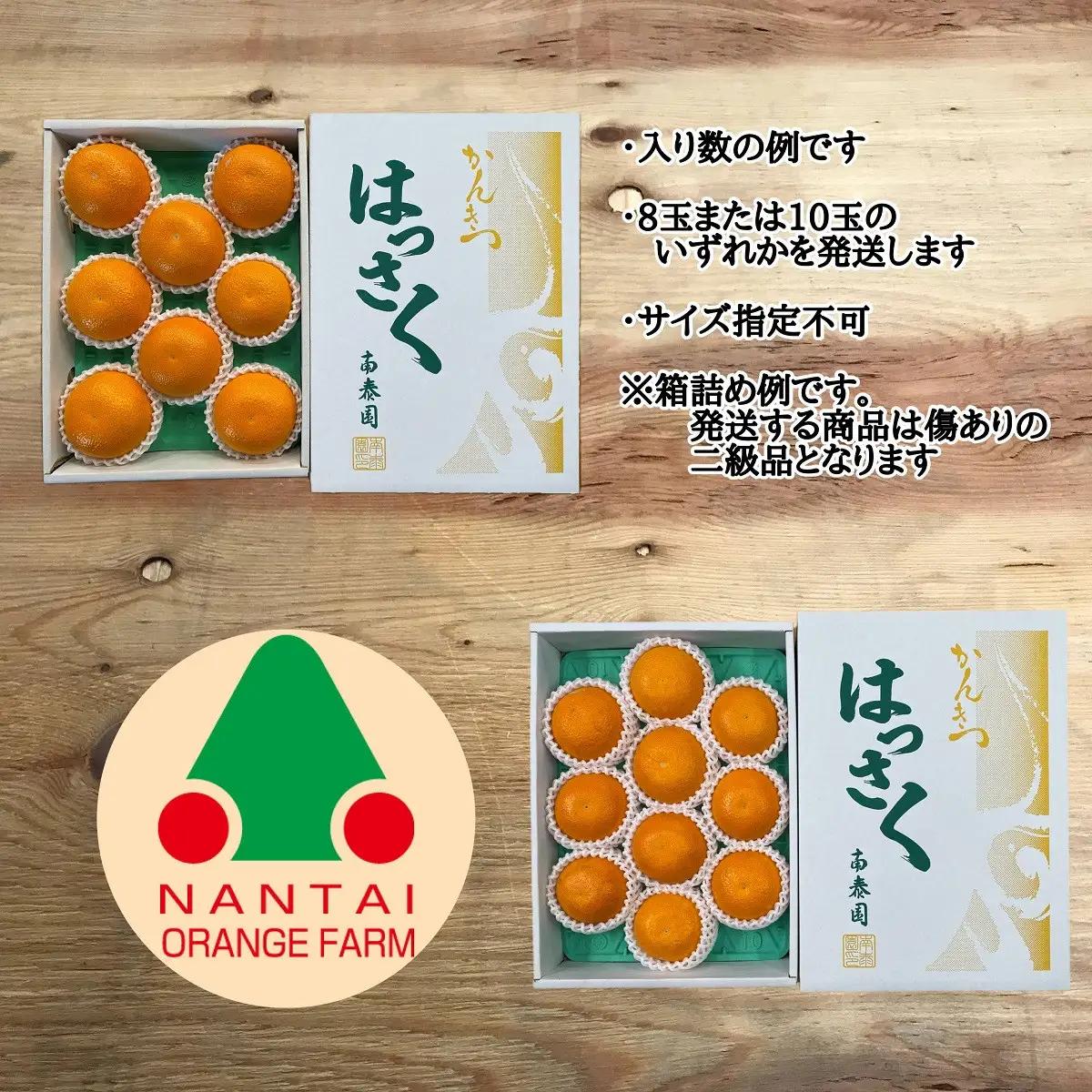 ちょっと 傷あり 木成完熟 紅はっさく L × 8玉 または M × 10玉 サイズ 化粧箱【2027年4月上旬～発送】