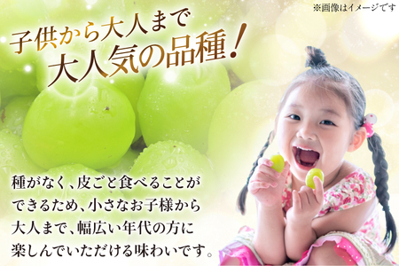 定期便 山梨県産 シャインマスカット 約1.2kg（2～3房) 2回 [斎庵 山梨県 韮崎市 20743907] フルーツ定期便 フルーツ 果物 くだもの 定期 マスカット シャイン 葡萄 ぶどう ブ