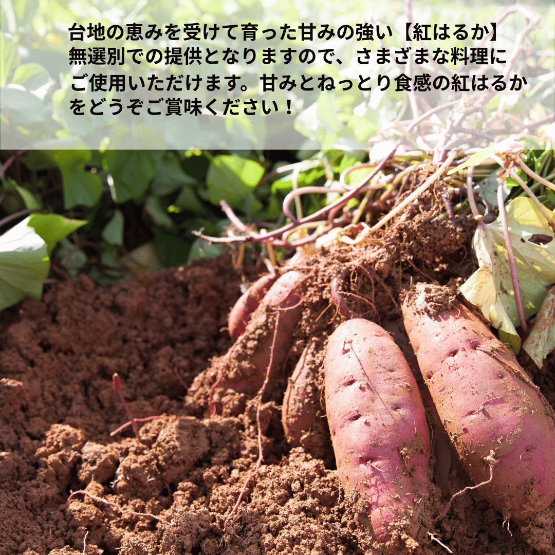 
                  【先行受付】秋田県井川町産　訳あり　紅はるか（生芋）12kg
                