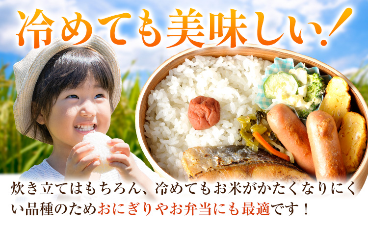 米 白米 こめ 令和6年産 和歌山県産 にじのきらめき 5kg 《60日以内に出荷予定(土日祝除く)》 和歌山県 日高川町 コメ お米 ご飯 ごはん---wfn_wlocal_60d_24_12000