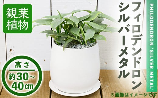 
                  ＜観葉植物＞フィロデンドロン・シルバーメタル(6号) (陶器鉢・受け皿付)【m24-14】【アイエヌエー】
                