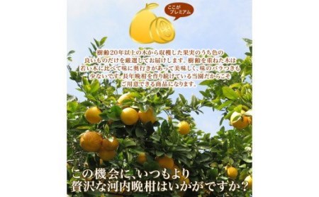 プレミアム 河内晩柑 10kg 河内晩柑