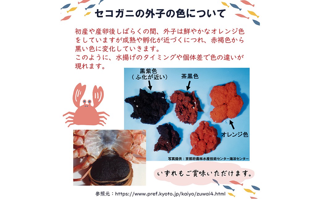 セイコガニ甲羅盛Lサイズ 2個セット 蟹 ふるさと納税 カニ ふるさと納税 かに ふるさと納税 海鮮 ふるさと納税 松葉ガニ ふるさと納税 セコガニ