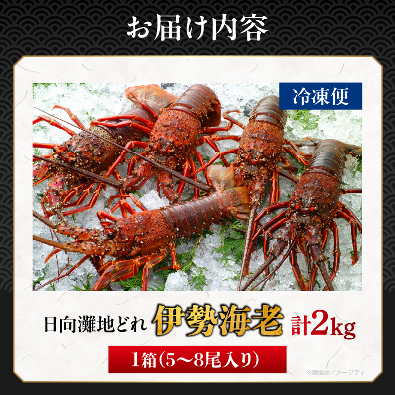 先行予約≪数量限定≫伊勢海老(計2kg)_T013-0025【えび 魚介 海鮮 国産 人気 ギフト おかず おつまみ 食品 海鮮 BBQ 贈り物 送料無料 プレゼント】