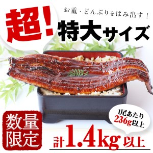 【数量限定】超特大！鹿児島県産 山田水産の霧島湧水鰻(計1400g以上・236g以上×6尾) うなぎ 鰻 ウナギ 6尾 国産 九州産 蒲焼き かばやき 冷凍 うな重 ひつまぶし タレ 山椒 人気 d5