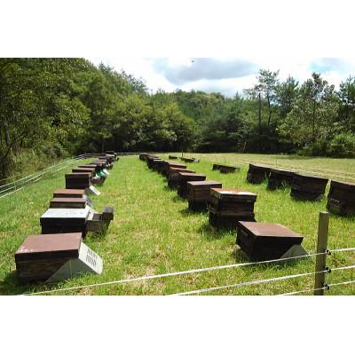 ふるさと納税 三次市 国産純粋はちみつ 升田養蜂場の『やまなみ蜂蜜2本セット』220g2本入 |  | 01