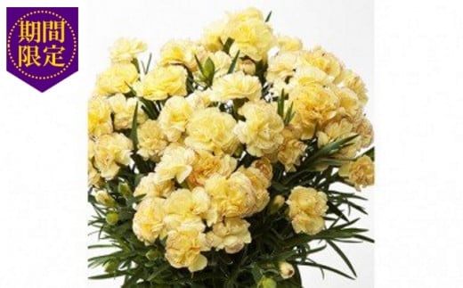 【 オンライン決済限定 】 先行予約 母の日 カーネーション 鉢植え イエロー 黄系 ボリューム 花  ガーデニング 贈り物 お祝い 植物 季節 生花 フラワー ギフト 2025年5月から順次発送 静岡県 藤枝市 [4565497]
