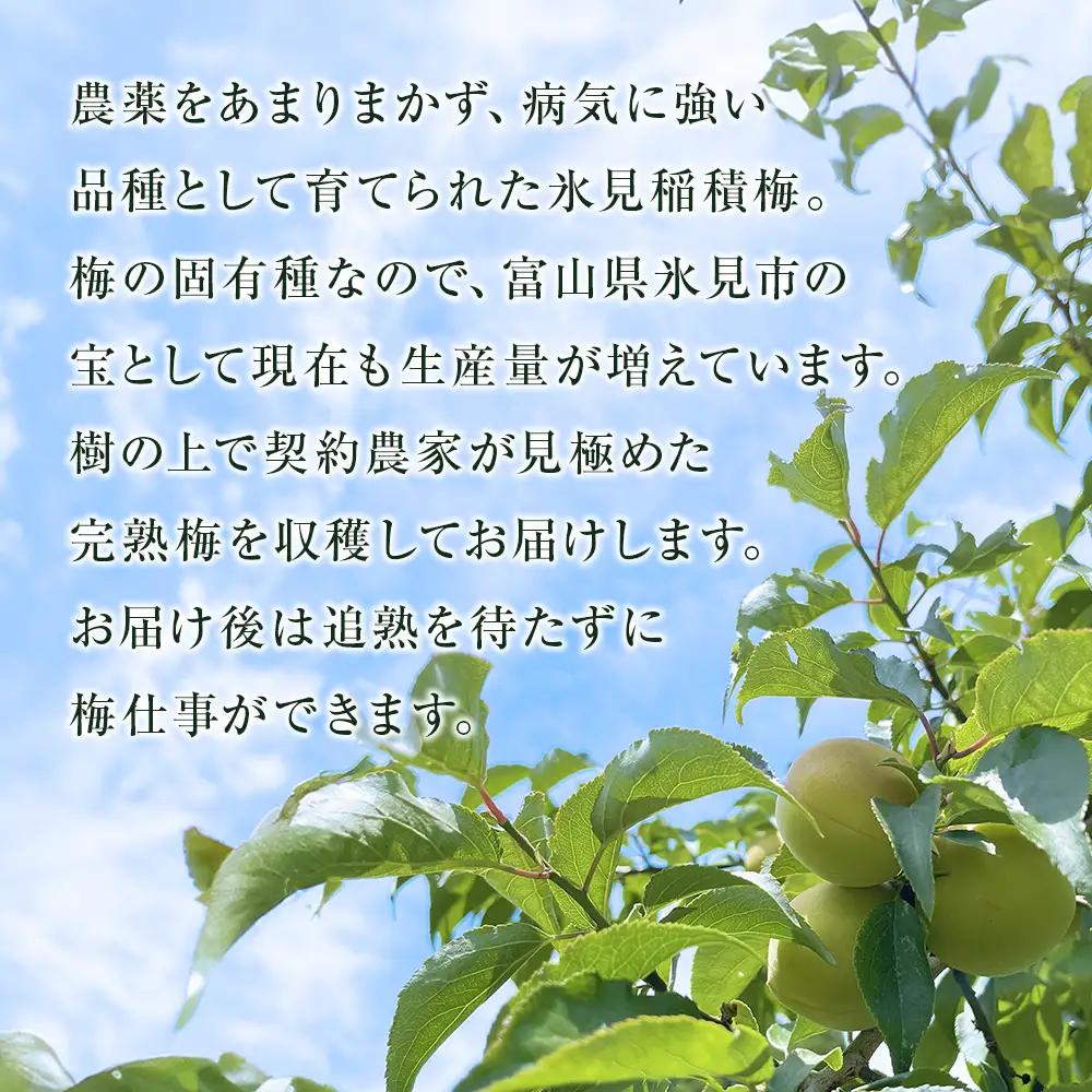 【先行受付】氷見稲積梅 生梅 梅MIX サイズいろいろ ＜2026年6月下旬発送予定＞ 富山県 氷見市 梅  青梅 うめ 手作り 梅干し 梅干 梅シロップ 梅酒づくり 梅仕事