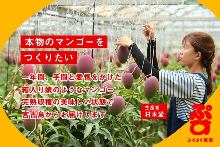 KY009【ぷすぷす農園】宮古島産完熟マンゴープレミアムお中元セット（贈答用／2キロ×10セット／農園直送）