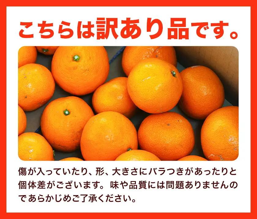 温州みかん 10kg 訳あり品 亀井農園 みかん