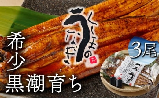 KU469-3 くしまの黒潮うなぎ蒲焼３尾（合計600g前後）【大田商店】