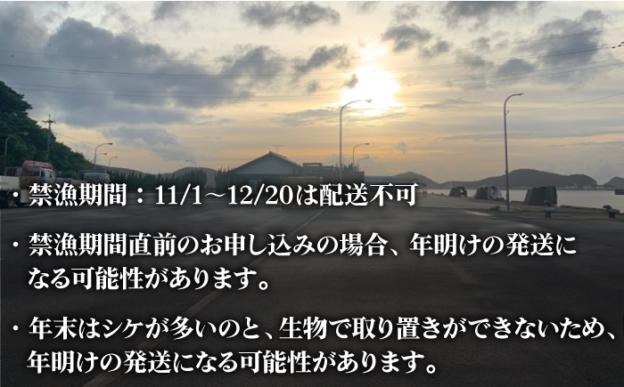 【その日に獲れたものをその日に発送！】 鮮度抜群 新上五島町産 活サザエ 殻付き1kg+殻付き1kg分のスライス【ひまわり】 [RBK002]