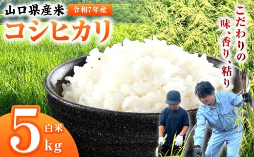 令和7年産 山口県産米 コシヒカリ 5kg ｜ 令和7年産 コシヒカリ 山口県産米 こめ お米 コメ 白米 山口県 平生町