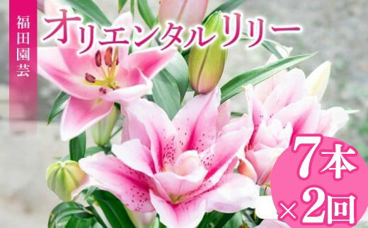 【ふるさと納税】 定期便2回 ユリ オリエンタルリリー 7本 花束 贈り物 ギフト プレゼント 誕生日 母の日 父の日 敬老の日 記念日 お祝い 結婚式 ウェディング ブーケ 優雅 エレガント つぼみ ピンク 白 高級 切り花 福田園芸 安芸市 高知県