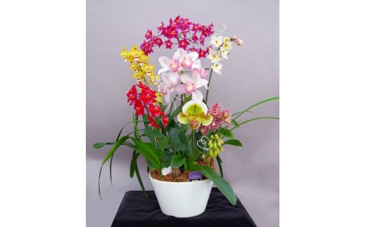 
            百花繚乱「洋ラン寄せ植え」 ランミックス９号 F-1102
          