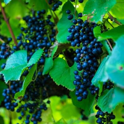 ふるさと納税 池田町 十勝ワイン 北海道産ビンテージ 2本セット |  | 02