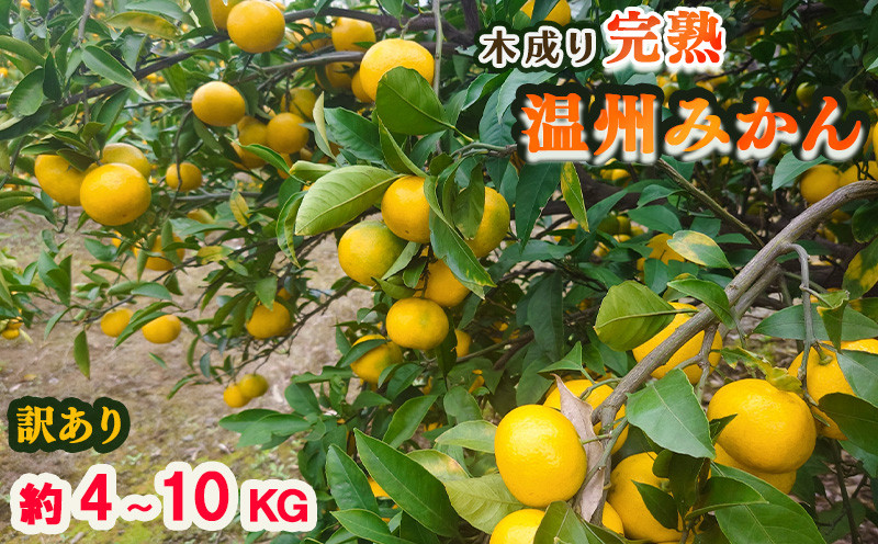 
            【12月中旬から発送】【訳あり】愛媛 中島産 温州みかん 4kg または 10kg 産地直送 家庭用（みかん 産地直送 みかん 蜜柑 旬 わけあり 訳あり 柑橘 果物 フルーツ 糖度 愛媛 松山） 中島育ち 愛媛 松本農園
          