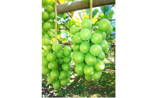 長野県中野市産ぶどう・シャインマスカット秀品4kg箱 6～9房入り【1494262】