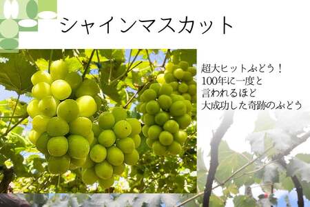 【2026年発送 定期便 】【2回発送】シャインマスカット 予約 2kg 相当× 2回 計 4kg シャイン 山梨 やまなし ぶどう ブドウ 葡萄 マスカット 種なし 果物 フルーツ 山梨県産 産地直