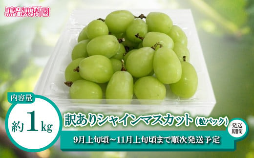 [No.5657-3928]訳ありシャインマスカット (粒パック) 約1kg《黒岩果樹園》■2025年発送■※9月上旬頃～11月上旬頃にかけて順次発送予定