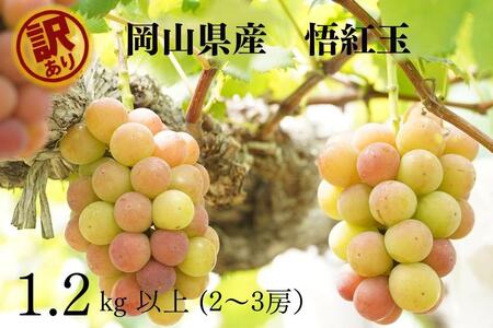 訳あり 悟紅玉  旧ゴルビー 2～3房 合計1.2kg以上 産地直送 朝採れ ぶどう 葡萄 岡山 Kawahara Green Farm　岡山県産 2025