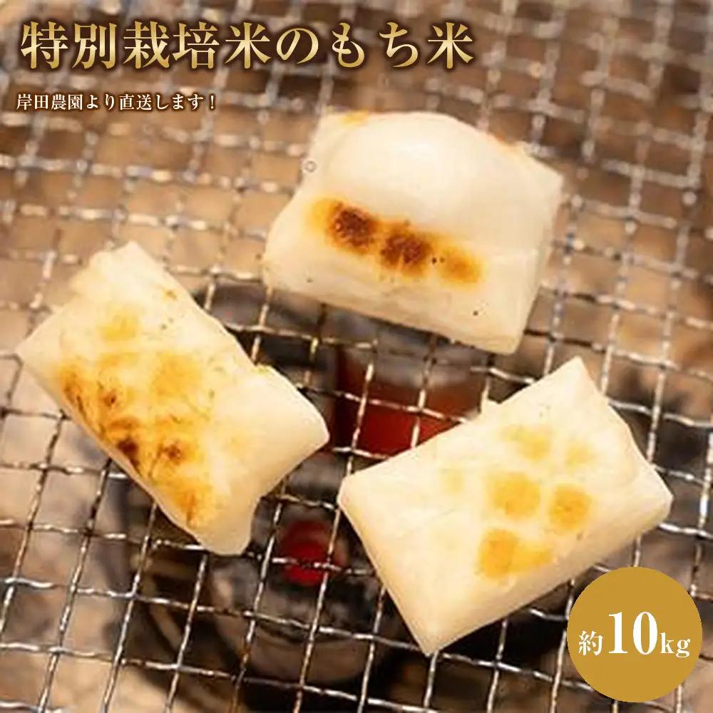 【11月中旬以降発送】☆2026年産新米☆特別栽培米のもち米約10kg　岸田農園より直送します！