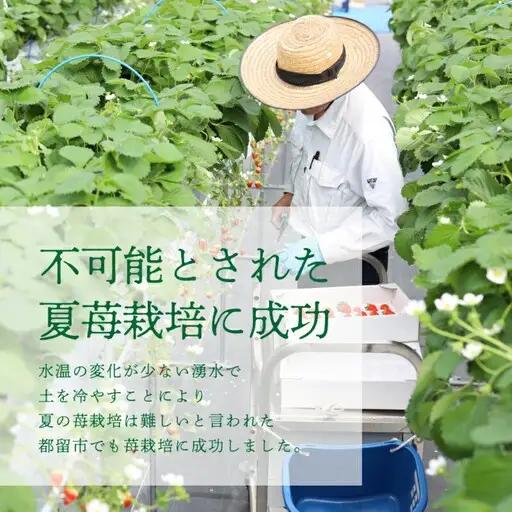 【2026年先行予約】山梨の夏秋いちご　ご家庭用 200ｇ× 4パック
