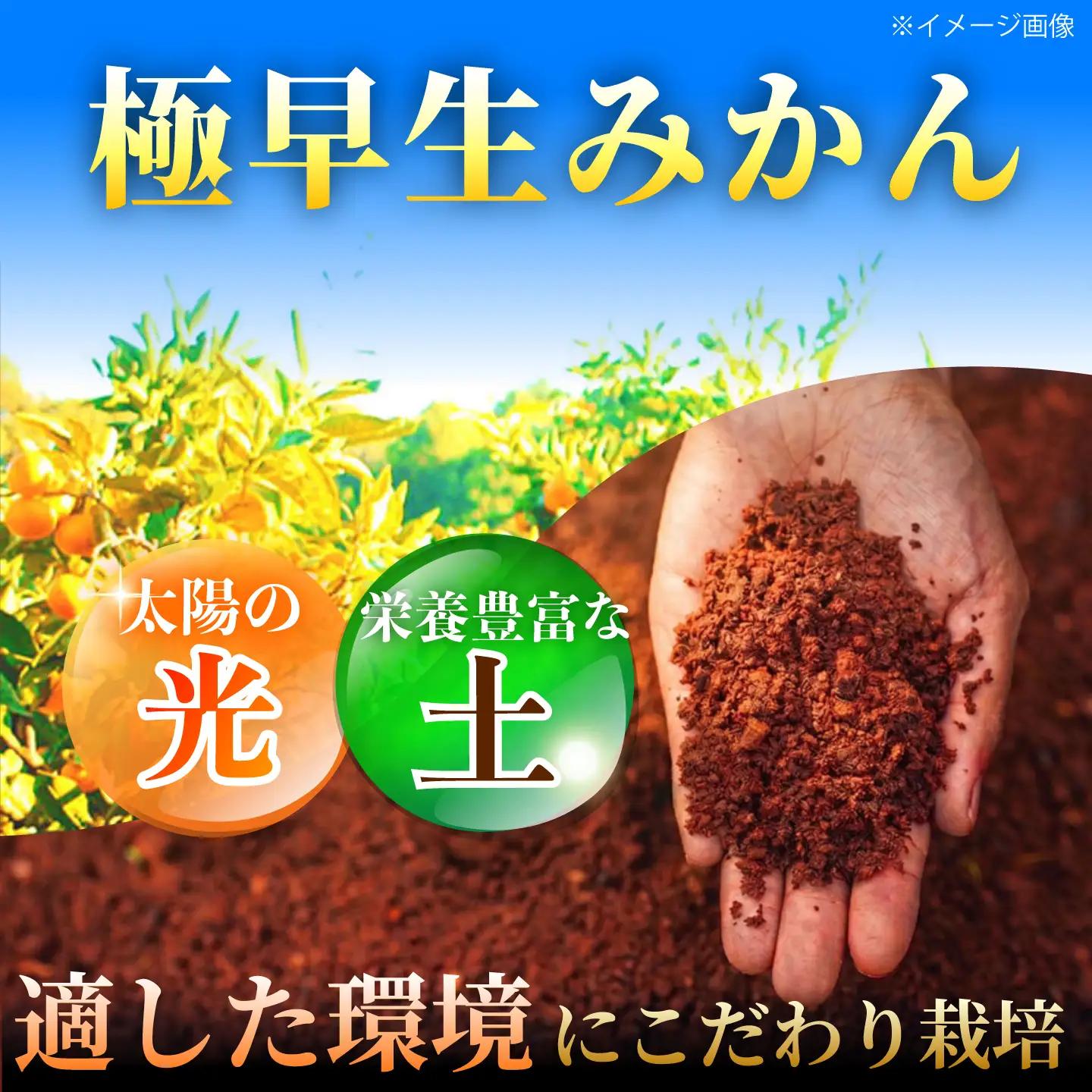  極早生みかん 5kg [CCZ001] みかん