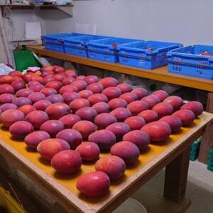 【2026年6月から順次発送・贈答用】やんばるフルーツ園のアーウィンマンゴー1.5kg(4～5玉)【配送不可地域：離島】【1696061】