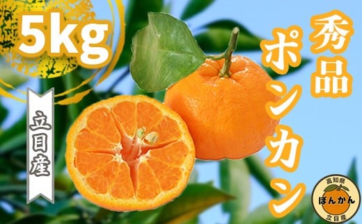 【早期予約開始】 2026年1月中旬より順次発送 ポンカン 立目 秀品 贈答用 5kg L サイズ 冬 フルーツ 果物 立目産 ブランド 柑橘 2026年 収穫分 蜜柑 みかん ギフト 贈答 プレゼント 高知県 須崎市 TMS003