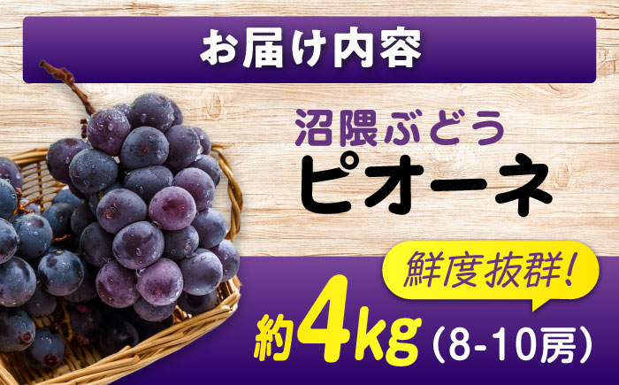 期間限定/8月下旬～9月上旬頃発送 沼隈ぶどう「ピオーネ」 約2kg×2 (8～10房)種なし 広島県福山市/福山市農業協同組合　沼隈グリーンセンター ぶどう ブドウ 葡萄 種なし 大粒 [BAEV0