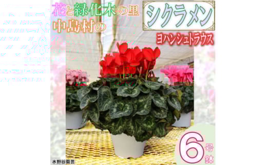 ＜先行予約＞シクラメン6号鉢(ヨハンシュトラウス)　水野谷園芸【1494354】