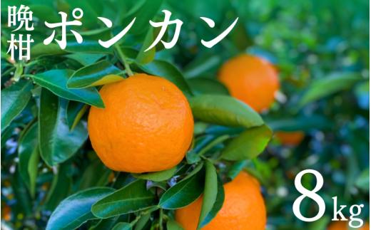 【先行予約】晩柑 ポンカン　8kg【1月中旬以降順次発送予定】 / 和歌山県 田辺市 みかん 晩生 柑橘【mrn014-1】