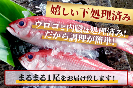 【予約受付】【2024年3月以降順次発送】高級ブランド魚 尖閣赤マチ 1尾 約1kg 下処理済【沖縄三大高級魚】 GK-3