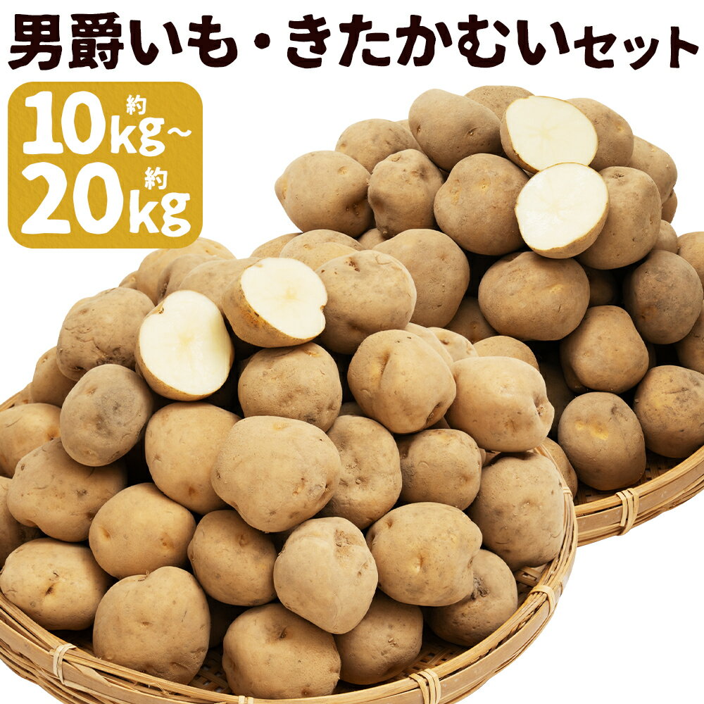 【ふるさと納税】じゃがいも 男爵・きたかむいセット 約10kg/約20kg 選べる内容量 Lサイズ じゃがいも 2種類 食べ比べ セット 芋 野菜 京極町産 北海道産 国産 送料無料【2026年1月上旬～2月下旬に順次発送予定】