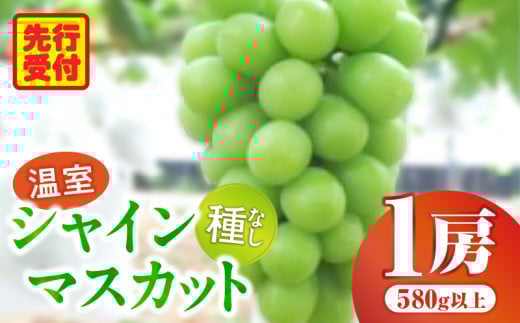 温室シャインマスカット　1房化粧箱入り(580g以上)_mk059-030