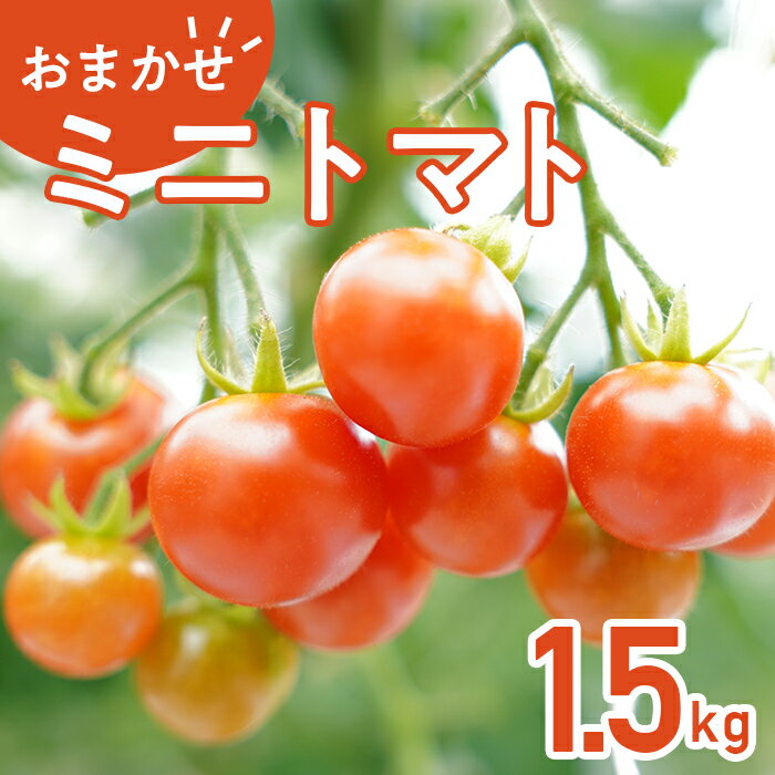 【ふるさと納税】トマト 野菜 ミニトマト 品種 おまかせ TY千果 花鳥風月 恋味アミューズ 454 ミニトマト 1.5kg 甘い JA 水戸 茨城 2025年8月頃から順次発送予定