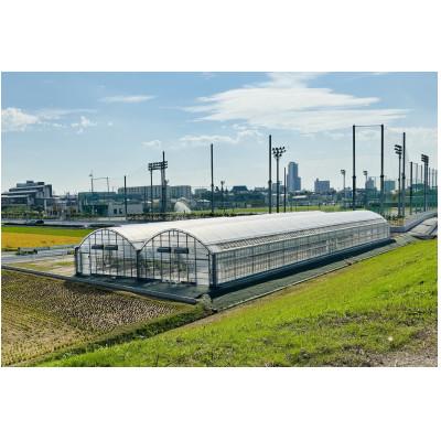 ふるさと納税 刈谷市 【ファーム直送】季節の花苗/おまかせ24株セット(春) |  | 01