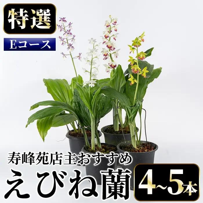 【個数限定】寿峰苑特選えびね蘭　店主おすすめ標準Eコース（4本～5本）【00-045-05】