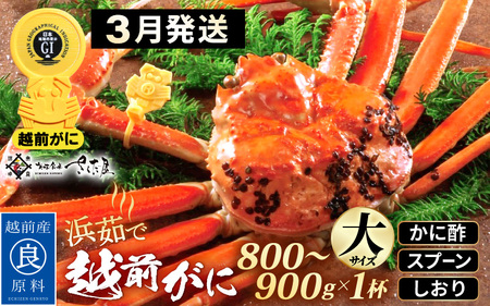 越前がに本場の越前町からお届け！浜茹で 越前がに 大サイズ（生で800～900g） × 1杯 かに酢 食べ方しおり スプーン付き【かに カニ 蟹 雄 ズワイガニ ずわいがに 姿 ボイル 福井県 冷蔵】
