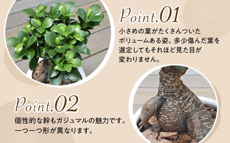 観葉植物 ガジュマル 多幸の木 ボール形 陶器 鉢 （白） / 観葉 植物 インテリア おしゃれ プレゼント / 大村市 /琴花園[ACYK008]