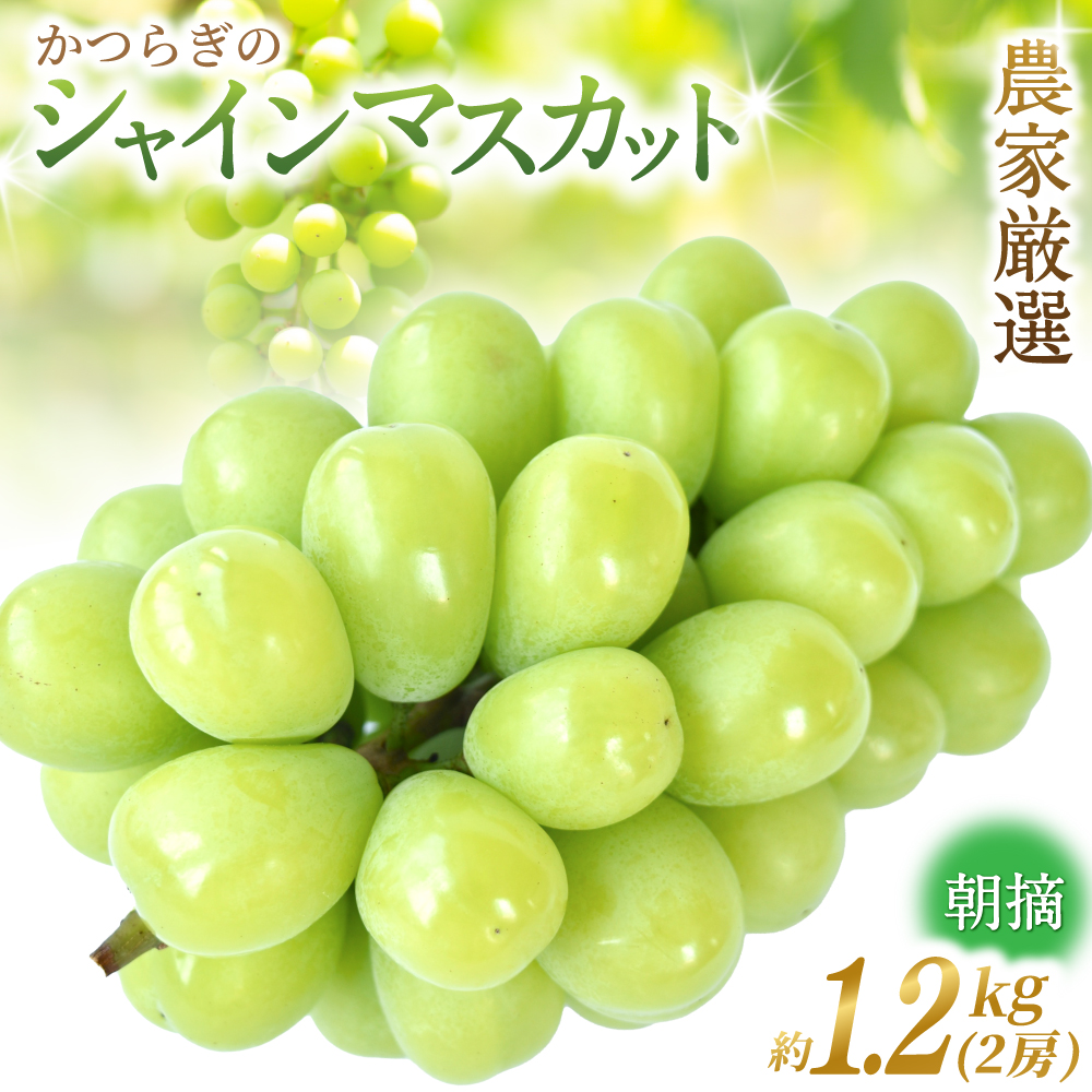 【先行予約】 朝摘み シャインマスカット 秀品 2房(約1.2kg)こだわり農家厳選!【2026年8月末から9月末順次発送予定】/ フルーツ ぶどう ブドウ 葡萄 マスカット 和歌山県 かつらぎ町 ジ