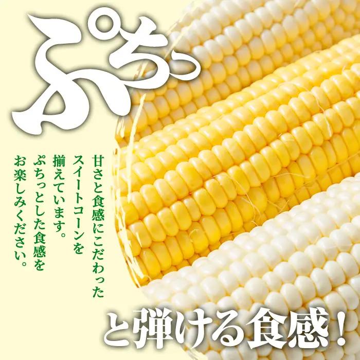 スイートコーン 品種いろいろ詰め合わせ 北海道 8本 2026年8月下旬より発送 【三栄アグリ】　A7137