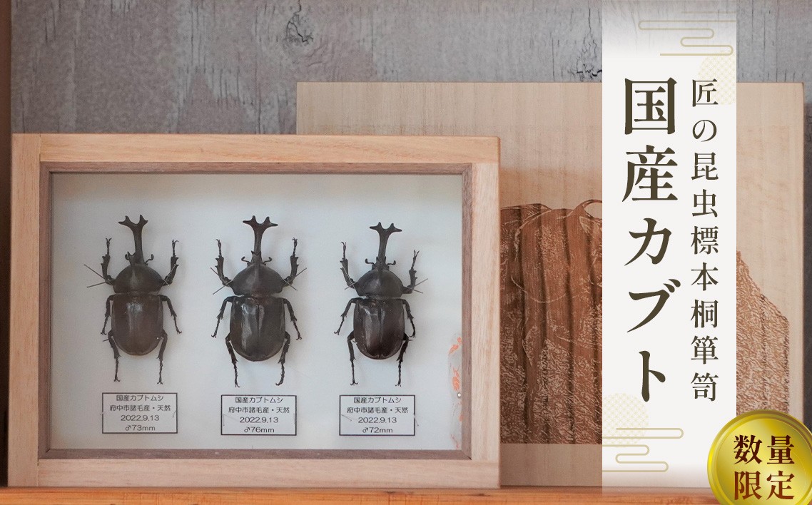 
                  【数量限定】匠の昆虫標本桐箪笥「国産カブト」 ／ 標本箱 伝統工芸 レーザー加工 広島県 特産品 No.575
                