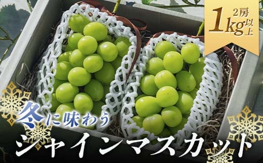 
            2024年 山形県 高畠町産 贈答用 冬に味わう！雪国山形のつや肌 シャインマスカット 1㎏以上（2房） 2025年1月上旬から順次発送 ぶどう ブドウ 葡萄 マスカット 大粒 種なし 高級 くだもの 果物 フルーツ 冬 贈り物 プレゼント ギフト 産地直送 農家直送 数量限定 F21B-301
          