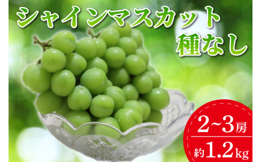 ＼先行予約／ シャインマスカット 約1.2kg (種なし) 数量限定 (DM003)