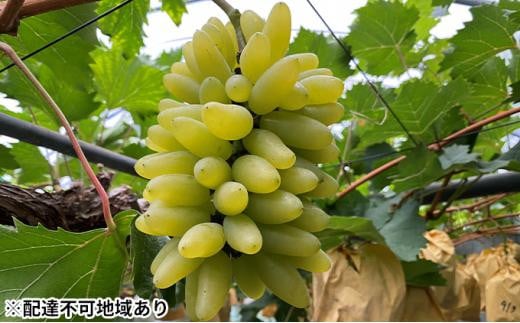 
            ぶどう 2026年  ゴールド フィンガー 3～6房（約1.4kg）岡山市産 タンポポ農園
          